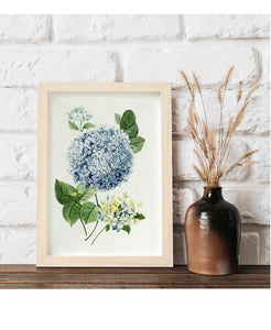 June hydrangea