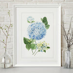 Load image into Gallery viewer, June hydrangea

