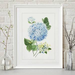 June hydrangea